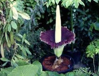 Amprophophallus titanium blooms with clusters of flowers that can reach 10 feet 3 m in height but these petals smell so much like rotting flesh that the plant is known as the corpse flower