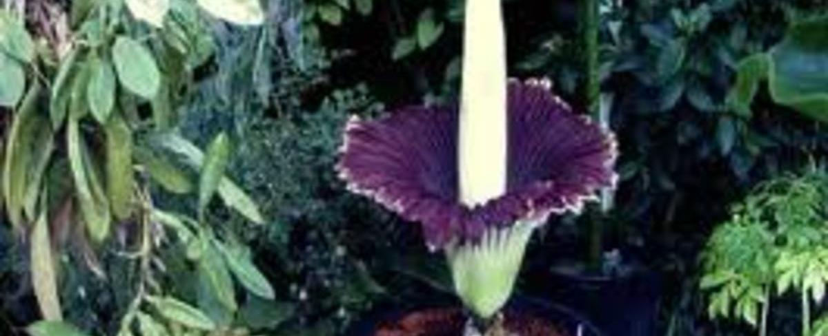 Amprophophallus titanium blooms with clusters of flowers that can reach 10 feet 3 m in height but these petals smell so much like rotting flesh that the plant is known as the corpse flower