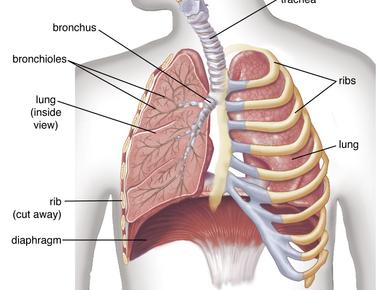 Lungs are the only human organ that can float