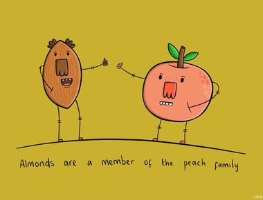 Almonds are a member of the peach family