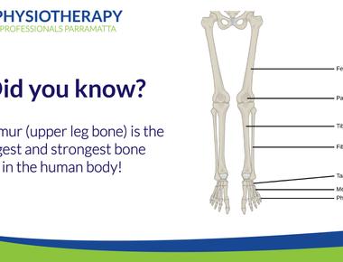 The longest bone in the human body is the femur thigh bone