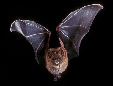 Bats are the only mammal that can fly in fact all the world s over 1 100 species 40 in north america of the bat family fly