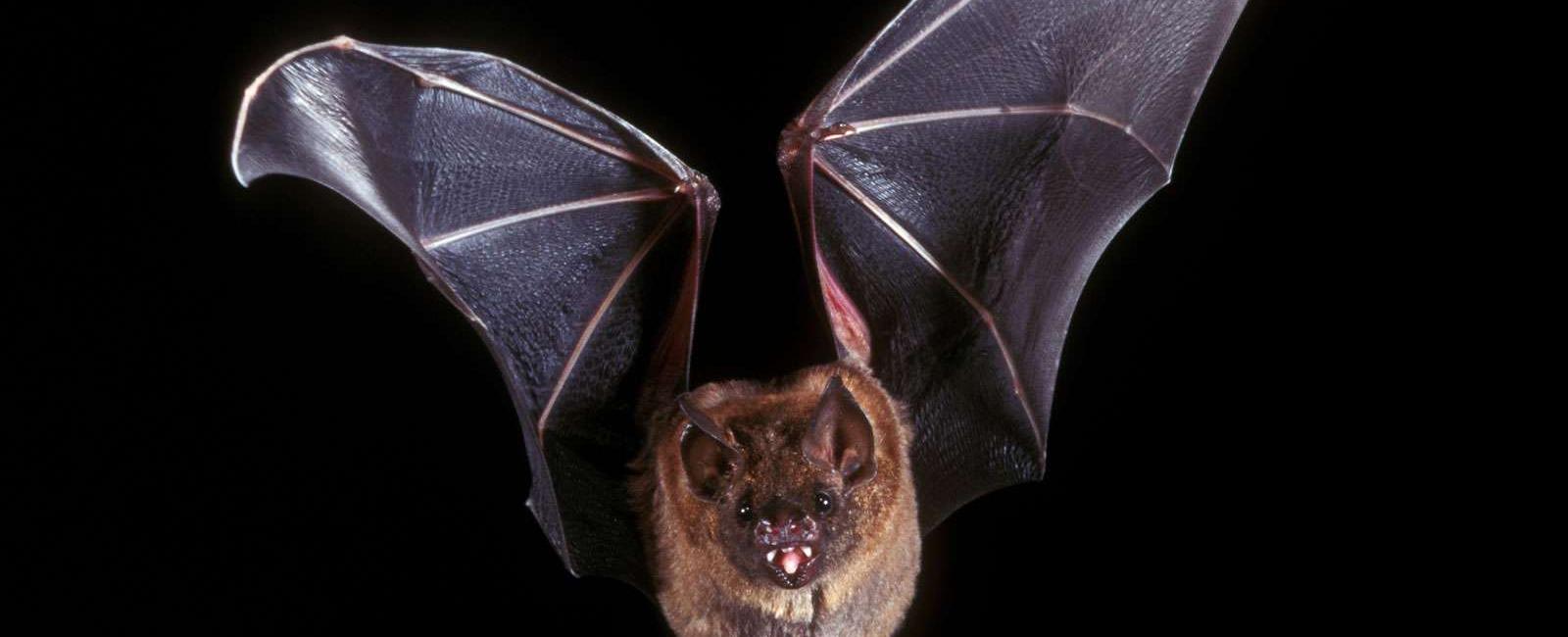 Bats are the only mammal that can fly in fact all the world s over 1 100 species 40 in north america of the bat family fly