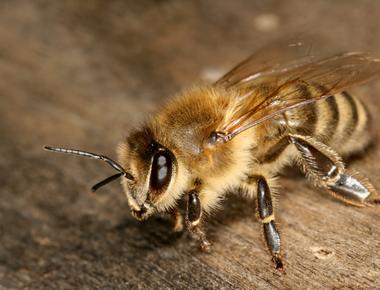 Bees have been shown to understand the concept of zero scientists discovered this after training the insects to count shapes following previous research that revealed they can count to four