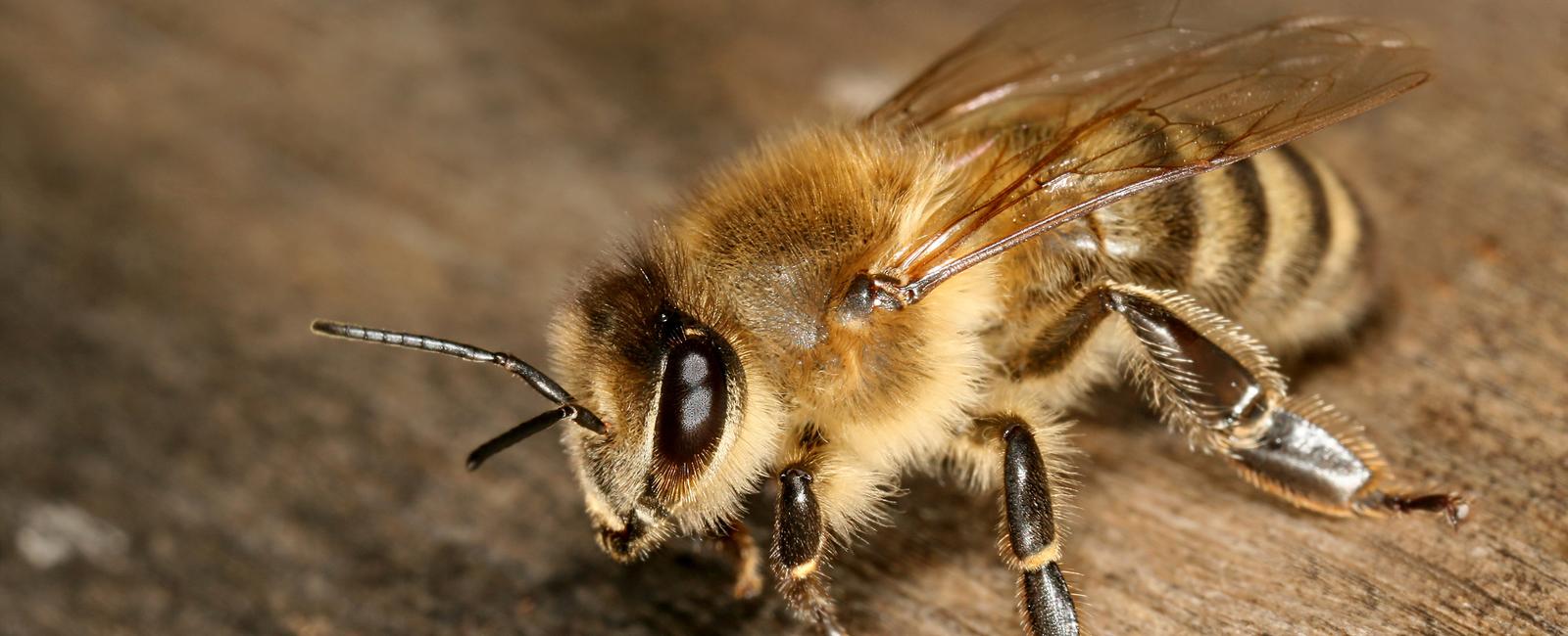 Bees have been shown to understand the concept of zero scientists discovered this after training the insects to count shapes following previous research that revealed they can count to four