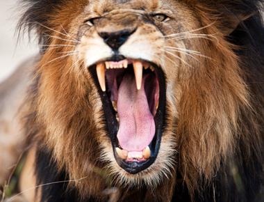 A lion s roar can be heard from five miles away