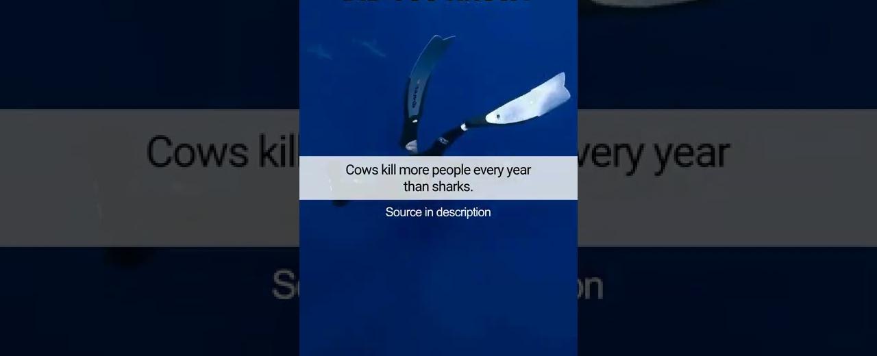 Cows kill more people than sharks