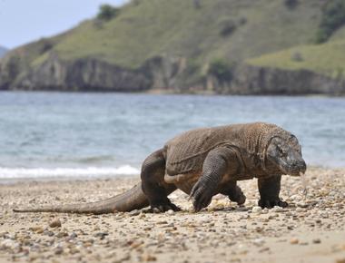 Despite their name komodo dragons weren t originally from komodo island in indonesia according to fossil evidence their ancestors were native to queensland australia