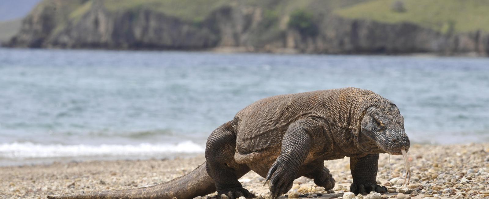 Despite their name komodo dragons weren t originally from komodo island in indonesia according to fossil evidence their ancestors were native to queensland australia