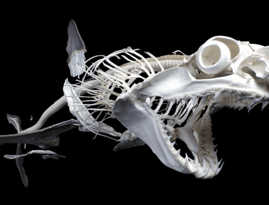 Instead of bones sharks have a skeleton made from cartilage