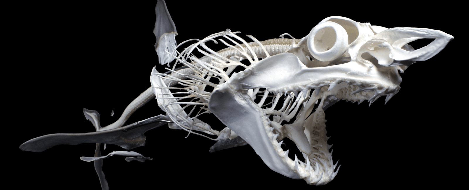 Instead of bones sharks have a skeleton made from cartilage