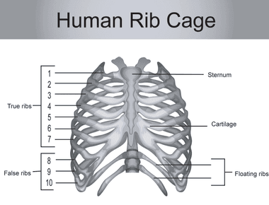 How many ribs are in a human body twenty four