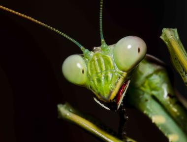 The praying mantis is the only insect that can turn its head