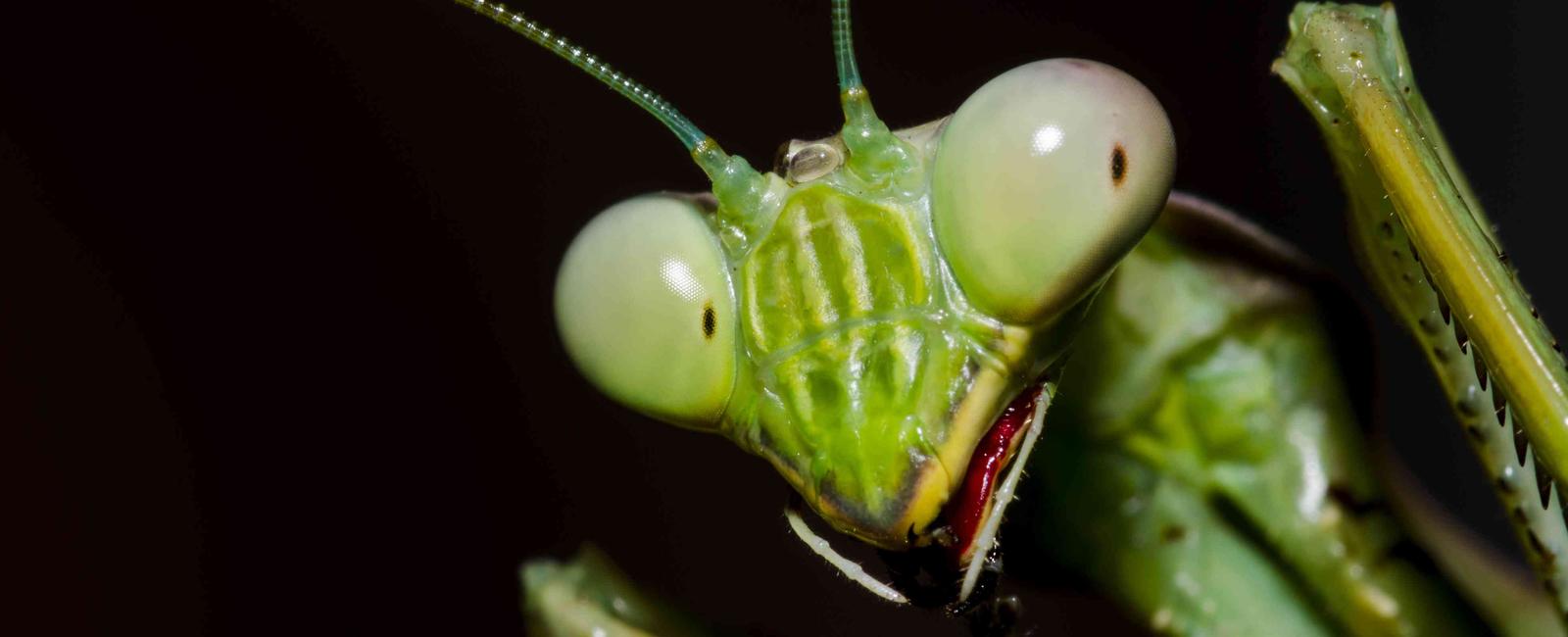 The praying mantis is the only insect that can turn its head