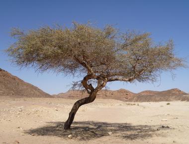 Acacia trees can warn each other of danger