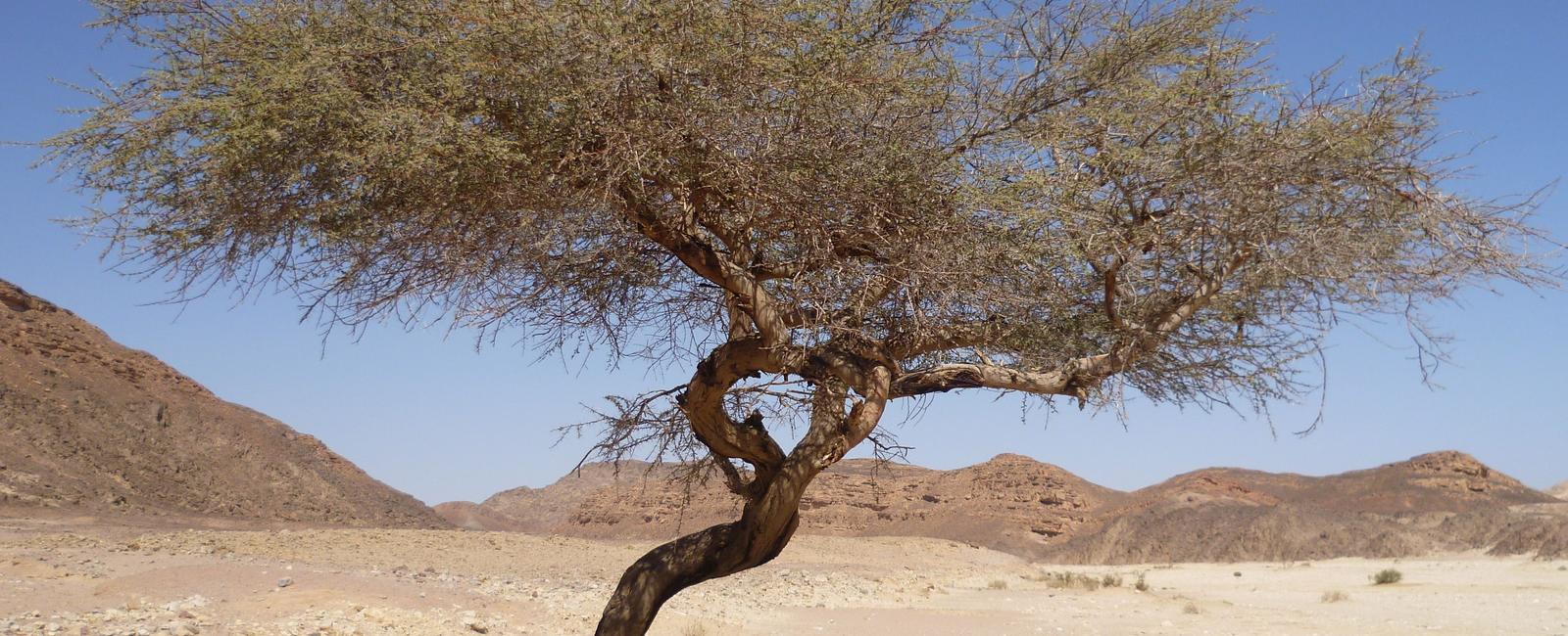 Acacia trees can warn each other of danger