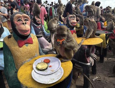 Monkeys in thailand overeat on the last sunday of november at the monkey buffet festival locals serve them over 6000 lbs of fruits and vegetables at this annual celebration to bring good luck