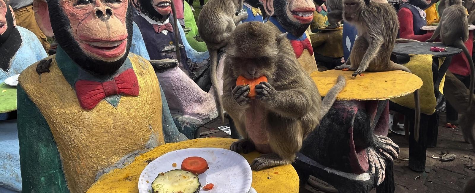 Monkeys in thailand overeat on the last sunday of november at the monkey buffet festival locals serve them over 6000 lbs of fruits and vegetables at this annual celebration to bring good luck