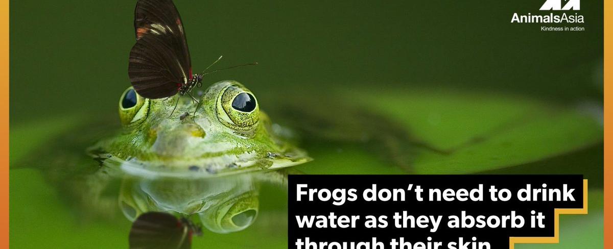 Frogs don t drink they absorb water through their skin