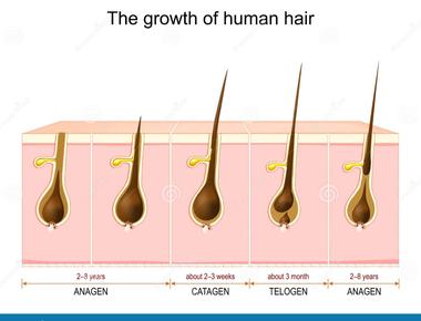 The final phase of hair growth telogen is when hair growth is completed and the hair fiber falls out generally 10 15 of the hair on a human head is in this phase at any given time which lasts for 100 days before the first phase anagen begins again