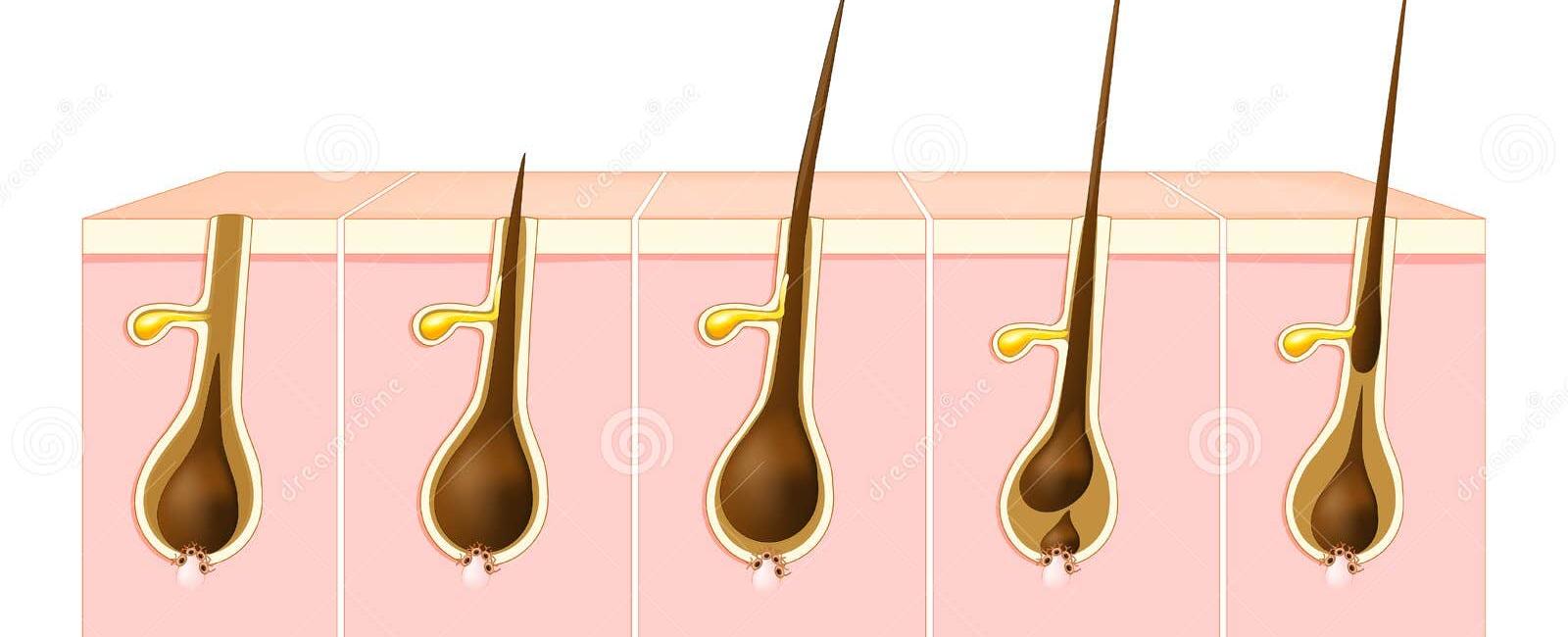 The final phase of hair growth telogen is when hair growth is completed and the hair fiber falls out generally 10 15 of the hair on a human head is in this phase at any given time which lasts for 100 days before the first phase anagen begins again