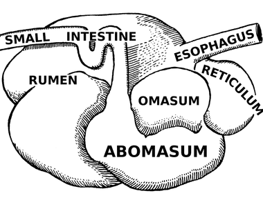 Sheeps have four stomachs each one helps them digest the food they eat