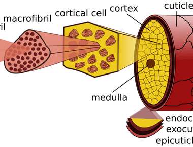 Keratin is a protein found in the outermost layer of our skin as well as in our hair and nails