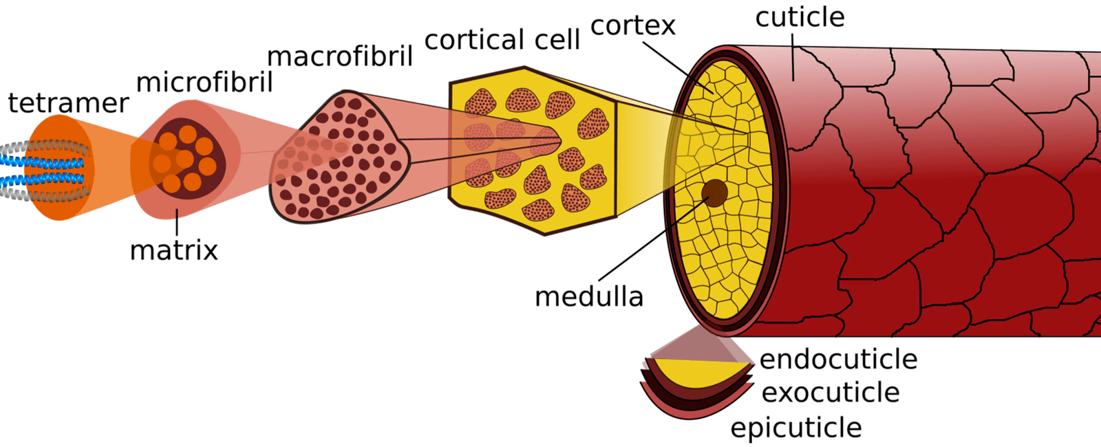 Keratin is a protein found in the outermost layer of our skin as well as in our hair and nails