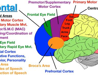 The certain neurons in the human brain s premotor cortex are used for tactical sensation and visual awareness specifically of the area immediately around the face