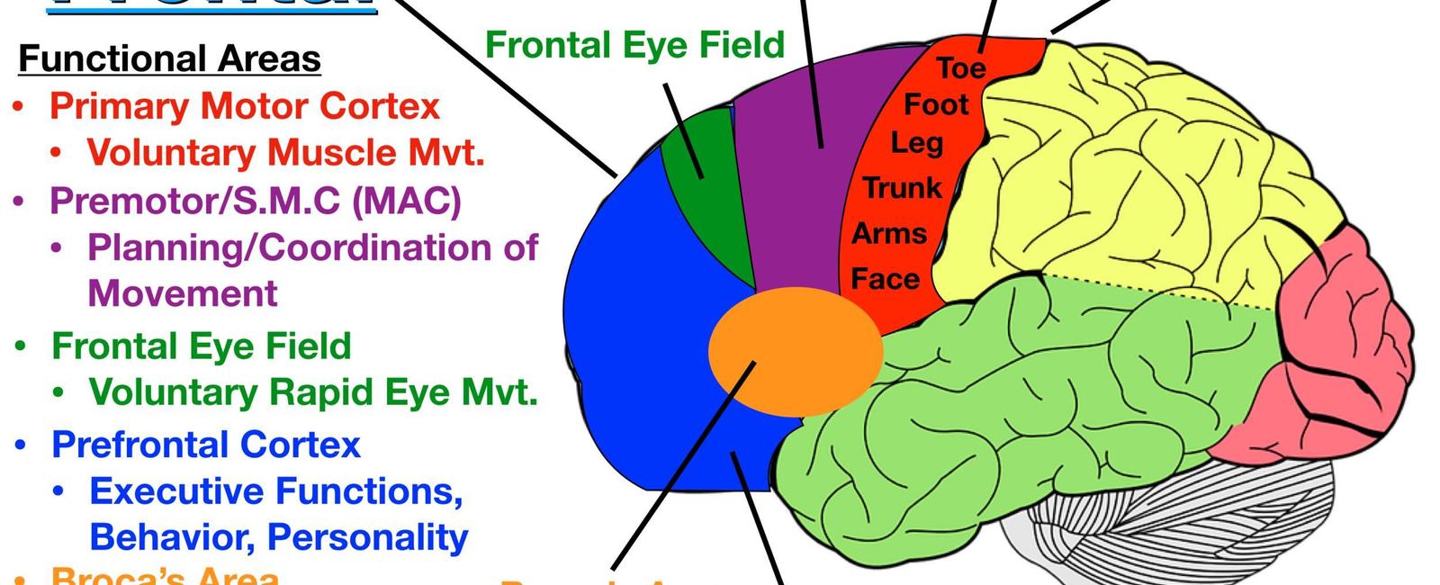 The certain neurons in the human brain s premotor cortex are used for tactical sensation and visual awareness specifically of the area immediately around the face