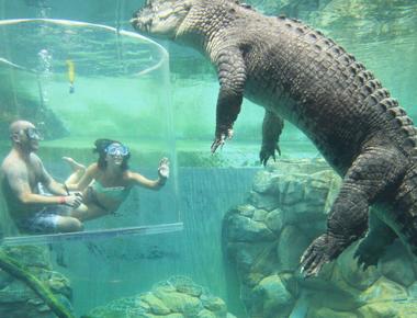 Crocodiles never outgrow their enclosure