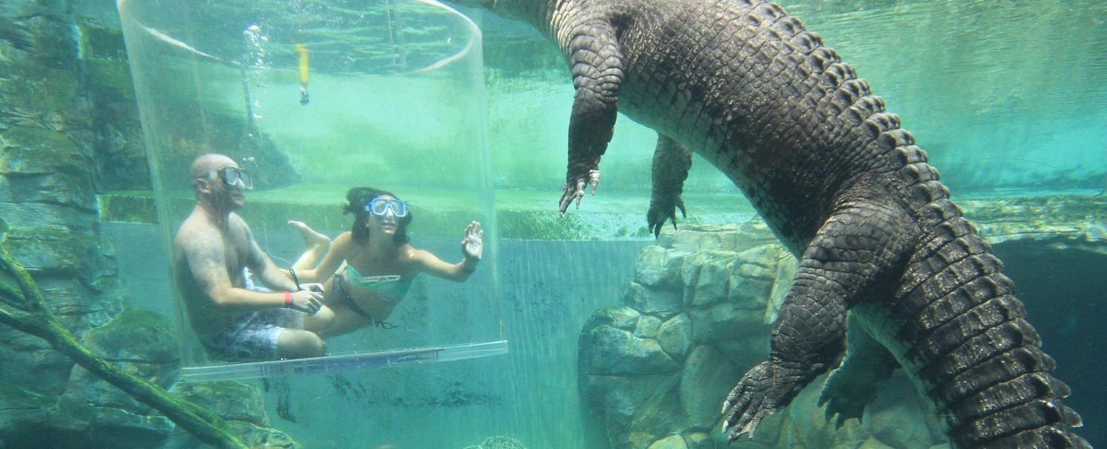 Crocodiles never outgrow their enclosure