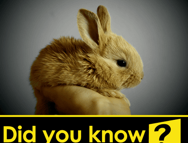 In queensland australia it s illegal to own a pet rabbit