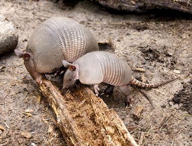 Armadillos have 4 babies at a time and are all the same sex