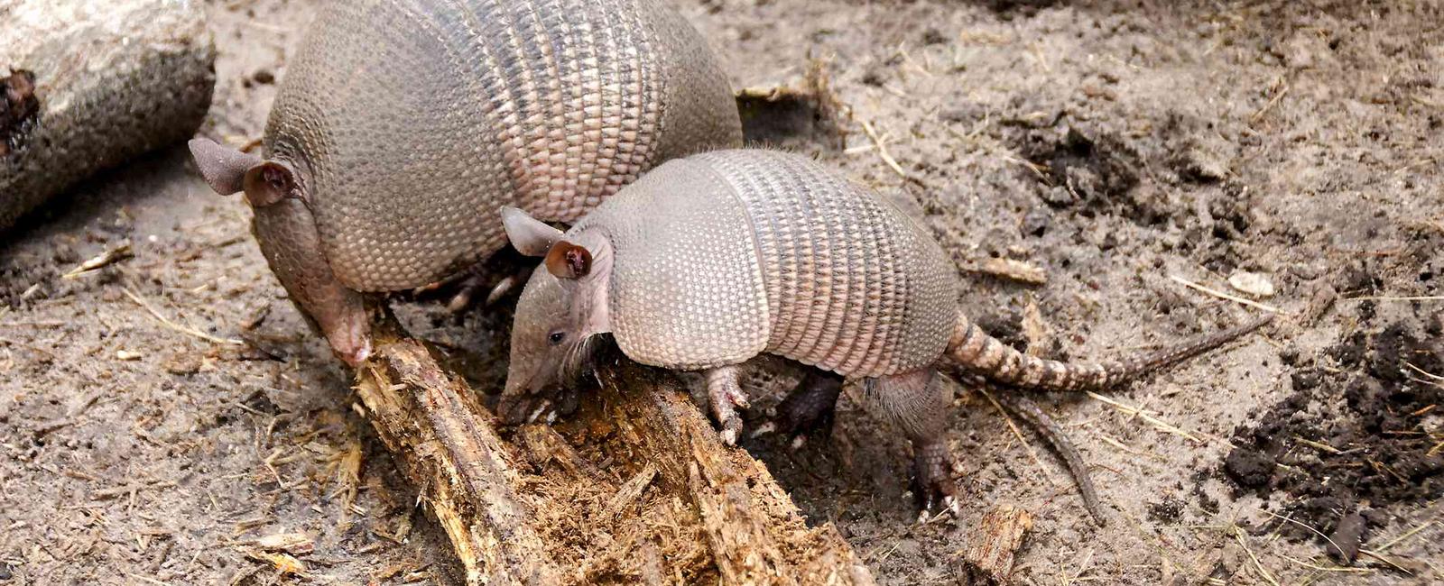 Armadillos have 4 babies at a time and are all the same sex