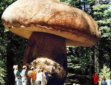 There s a giant mushroom in oregon s malheur national forest with a root system that covers over 2 200 acres making it the largest living organism in the world