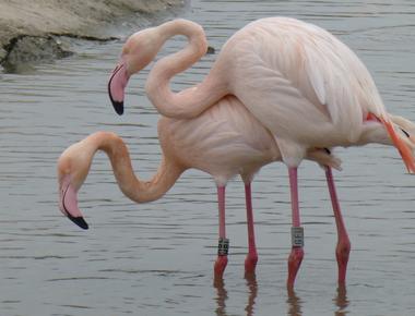 Flamingos aren t born pink but grey their signature pink color is due to the blue green algae and brine shrimp diet they eat it s the exact color change that happens when you cook shrimp