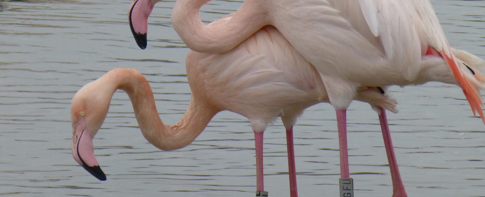 Flamingos aren t born pink but grey their signature pink color is due to the blue green algae and brine shrimp diet they eat it s the exact color change that happens when you cook shrimp