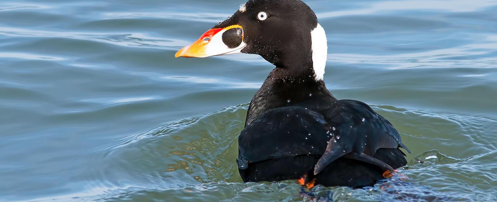 Ducks can surf surfers in both california and new zealand beaches have witnessed the birds surf the waves either to move through the water faster or to catch food