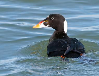 Ducks can surf surfers in both california and new zealand beaches have witnessed the birds surf the waves either to move through the water faster or to catch food