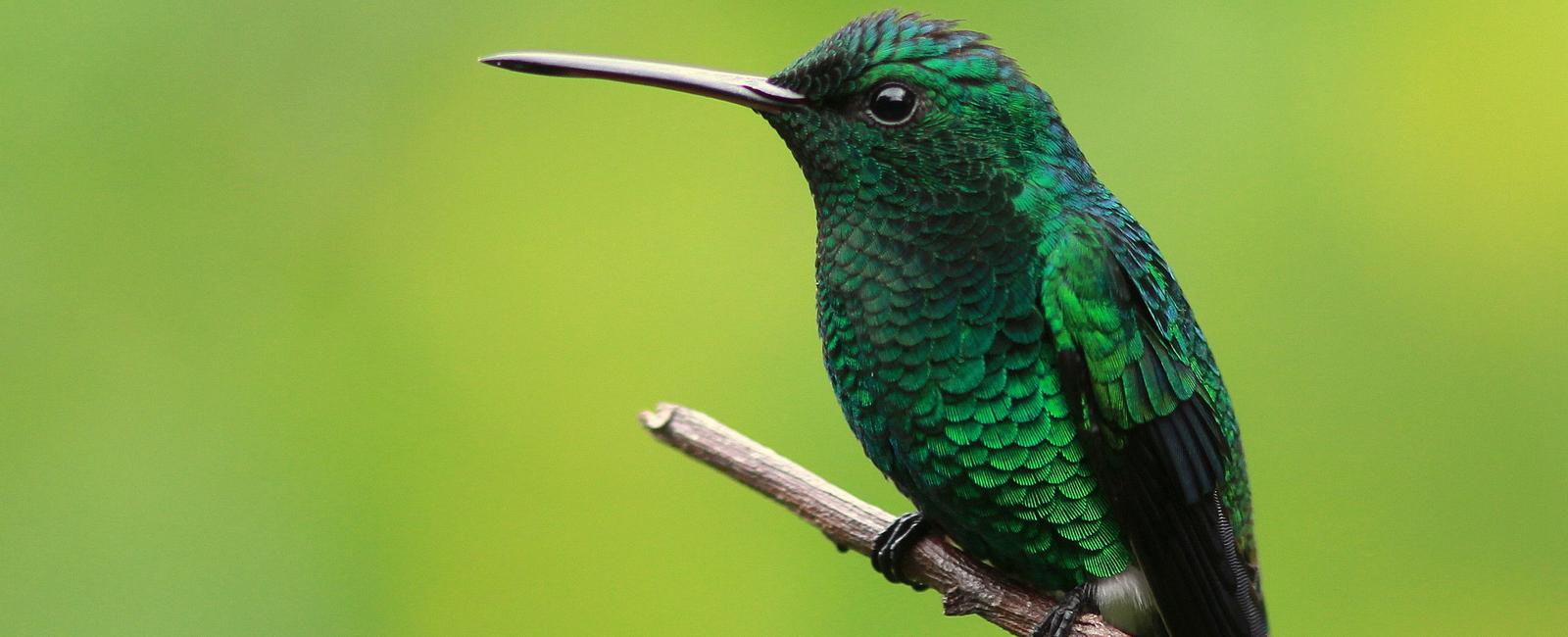A hummingbird s heart beats at over a 1 000 times a minute