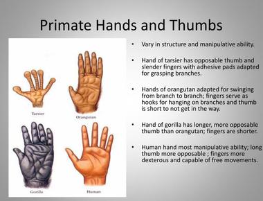 Humans are the only primates that don t have pigment in the palms of their hands