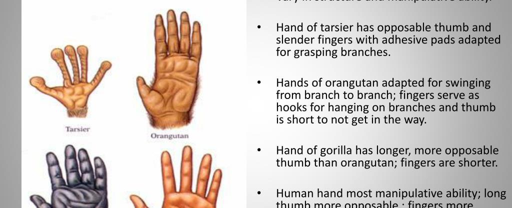 Humans are the only primates that don t have pigment in the palms of their hands