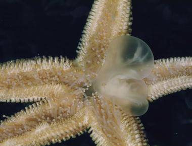 A starfish can turn its stomach inside out