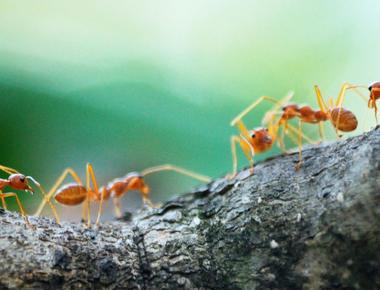 If you combine all the ants in the world they ll weigh about the same as if you combine all the people