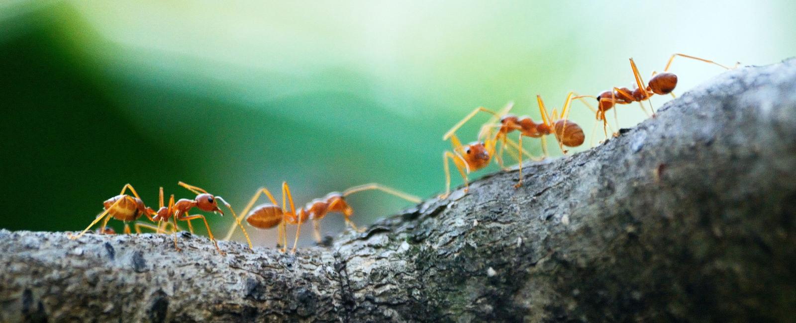 If you combine all the ants in the world they ll weigh about the same as if you combine all the people