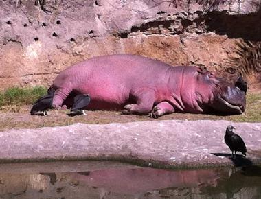 Hippos secrete a reddish sweat that acts like sunscreen that prevents them from getting sunburned while being out in the sun all day long