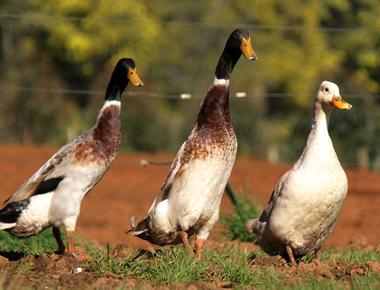 A duck can t walk without bobbing its head