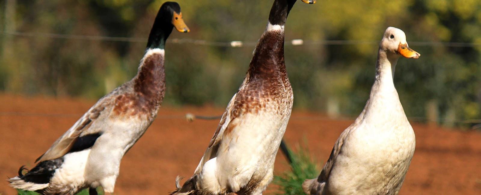 A duck can t walk without bobbing its head