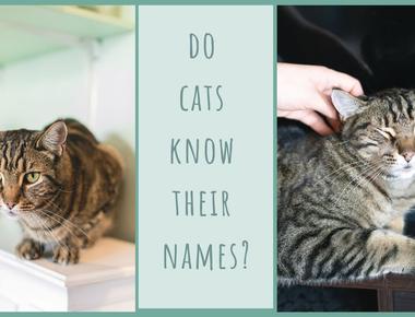 Cats recognize their own name but choose not to respond